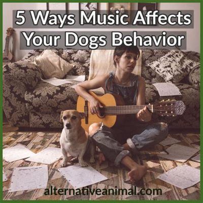 do dogs like piano music? does it affect their behavior?